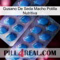 Male Silkworm Moth Nourishing Liquid viagra2